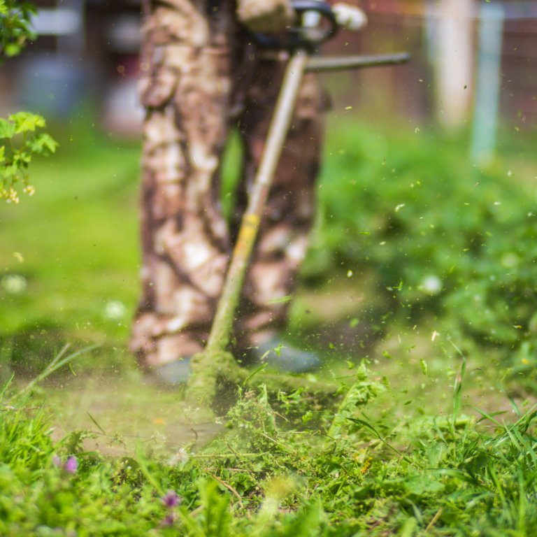 Weed in grass