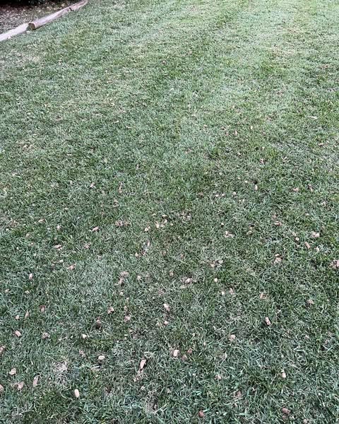 Lawn Aeration