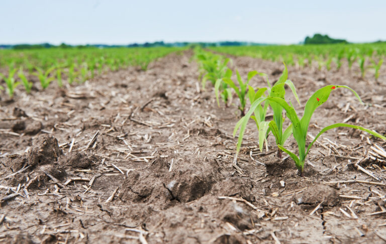 Drought Stress and Heat Damage